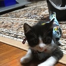 子猫の里親大募集。