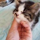 子猫里親募集