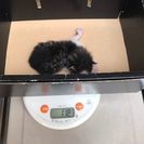 生後数日可愛い子猫4匹　里親募集！