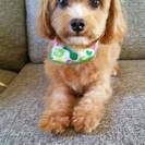 急募　ダックスとシュナウザーのミックス男の子　　チワワとトイプードルのミックスの男の子 - 犬