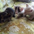 子猫の里親を募集