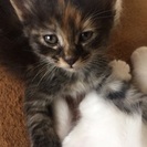 ４月13日生まれの子猫