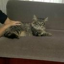生後4ヶ月子猫