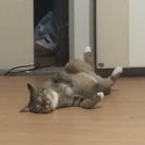 サバゲーぐるちゃ作りませんか！