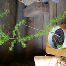 高さ43センチ、希少な唐松の苗木の画像