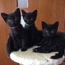 🐾里親さん決定しました🐾ありがとうございました‼️