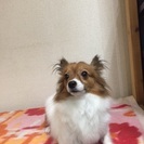 パピヨンの女のコの里親になってくださる方～里親様が決まりました～