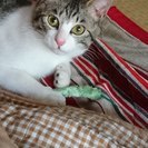 満２歳になりましたが、まだまだ警戒心があるため一旦募集を終了しま...