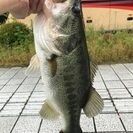 彦根付近で釣り