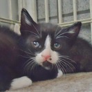 子猫1ヶ月ぐらいの白黒