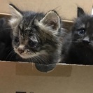 3匹の子猫ちゃんの里親募集