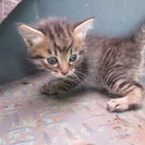 オスの子猫ちゃん里親募集