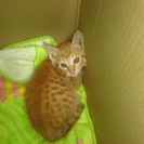 子猫保護中
