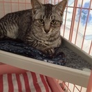 サバトラちゃん 約6カ月 避妊手術済み