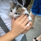 2ヶ月ぐらいの子猫です