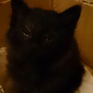黒猫の仔猫ちゃん