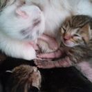 至急！里親さん募集しています！