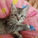 早急、子猫里親さがしてます！