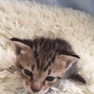 約3週間の子猫です。里親募集します。 - 里親募集