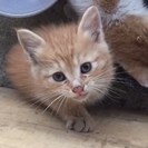 捨て猫の子猫の里親を探してます。