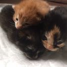 子猫3匹