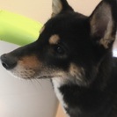 家庭の事情で飼えなくなりました｡