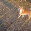 犬の教育、叱らないしつけ
