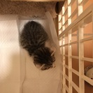 生後2カ月くらいの子猫です