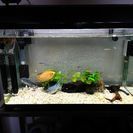 熱帯魚、水槽のセットでお譲りしますの画像