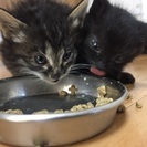 子猫ちゃん   千葉県、神奈川県、東京都