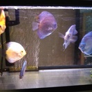 ディスカスの里親様を募集します【里親様決定しました】