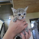 後ろ脚の指が１本無い　子猫ちゃんを貰ってください♫