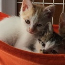 子猫の里親さん探してます