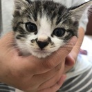 子猫の里親募集！残り1匹です。