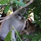 母猫ちゃんの里親募集してます