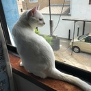 白猫ちゃん