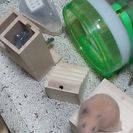 キンクマハムスター　雄