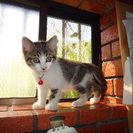 子猫の家族募集です！