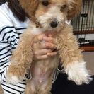 MIX犬マルプーちゃんです