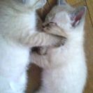 人慣れしてます(*^^*)