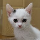 元気で可愛い子猫５兄妹　倉美ちゃん