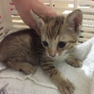 飼い主さん、もしくは里親さんを探しています！