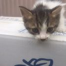 青い目の元気な子猫
