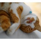 たっぷり ほっこり ねこやすみ。猫好きのための「泊まれる猫家」 ...