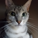 【飼い主募集】2歳の女の子です。