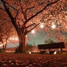 写真好きのお散歩さーくる - 友達