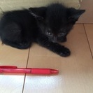 一か月の黒子猫２匹