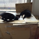 一か月の黒子猫２匹 - 猫