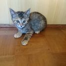 生後2ヶ月の可愛い子猫5匹達です。