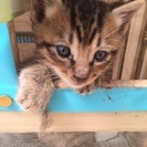 生後1ヶ月の仔猫ちゃん 里親募集